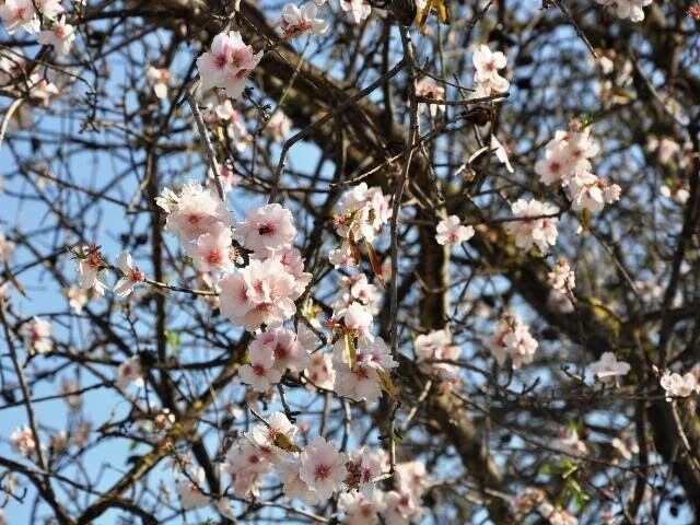 Entre enero y febrero florecen los almendros en el Algarve