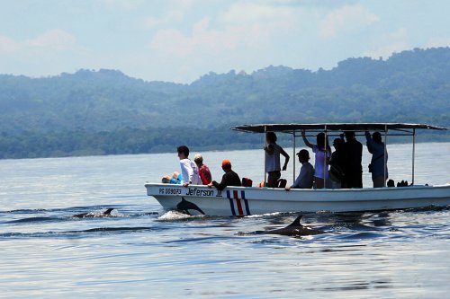 DELFINES NADANDO EN EL GOLFO DULCE