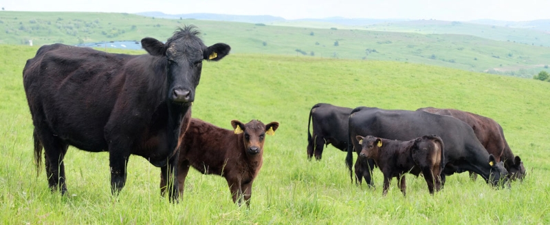 Menú Otoño Saludable 2018 - Vacas Angus