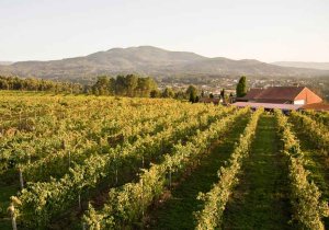 Viña Nora: Albariños cuidado al sol del mediodía