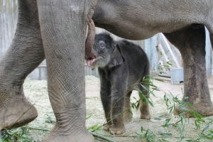 Zoo Aquarium de Madrid inicia un nuevo curso escolar cargado de novedades