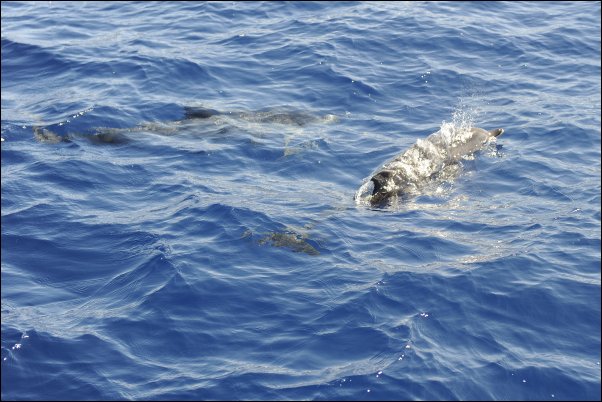 Avistamiento de cetáceos en La Gomera