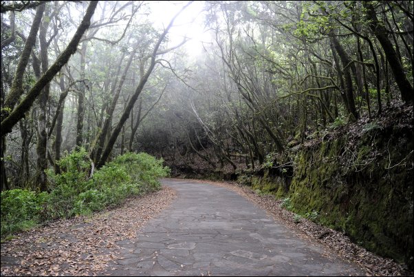 El bosque del Cedro