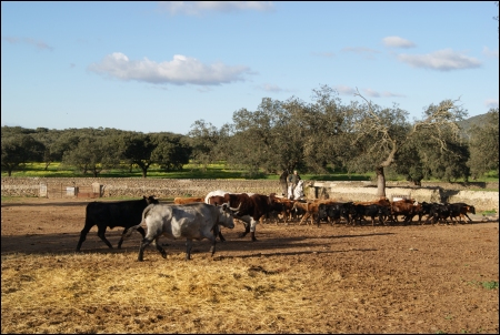 Finca La Cercada