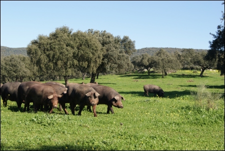 Finca La Cercada