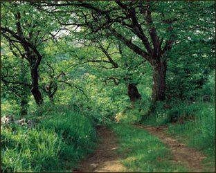 El Camino de Santiago en Asturias