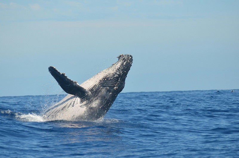 Ballena jorobada en la Isla Reunión