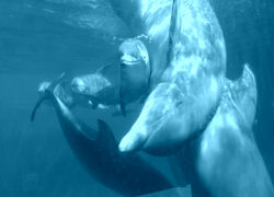 Zoo Aquarium de Madrid da la bienvenida a la tercera cría de delfín de 2014