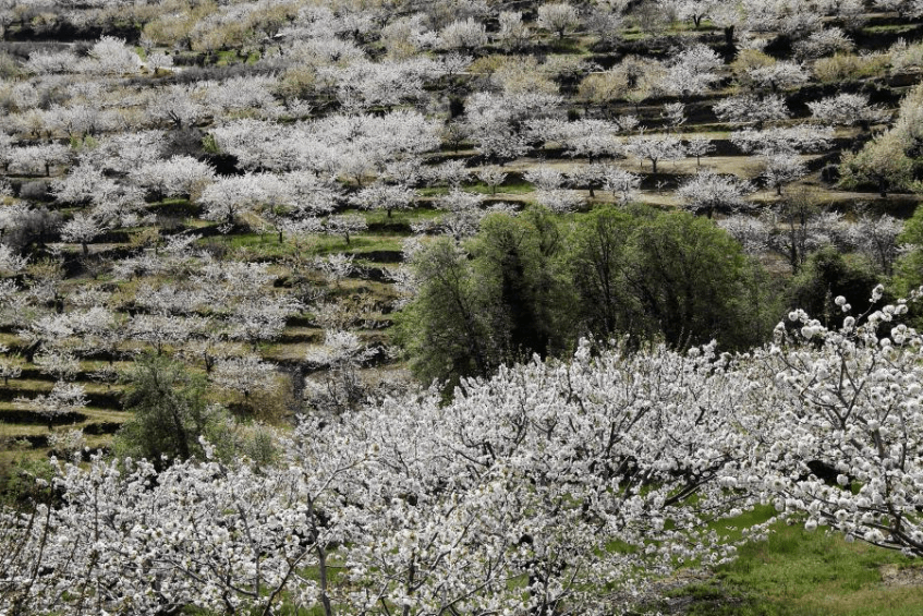 El Valle del Jerte con el cerezo en flor