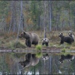 Contemplar osos en Wild Taiga es una experiencia única.