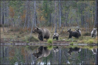 Contemplar osos en Wild Taiga es una experiencia única.