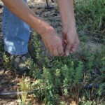 Tenemos a nuestro alcance plantas de todo tipo, formas y utilidad