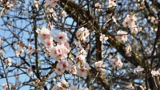 Entre enero y febrero florecen los almendros en el Algarve