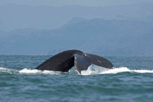 Costa Rica celebra en Septiembre el Festival de los Delfines y las Ballenas