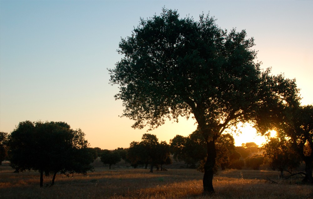 El Valle del Guadiato, para amantes de la naturaleza