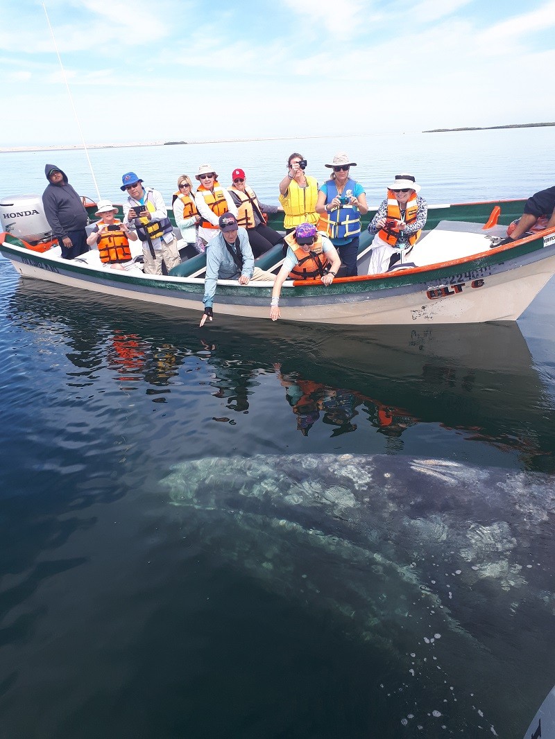 Baja California Sur: donde abrazar ballenas grises en libertad