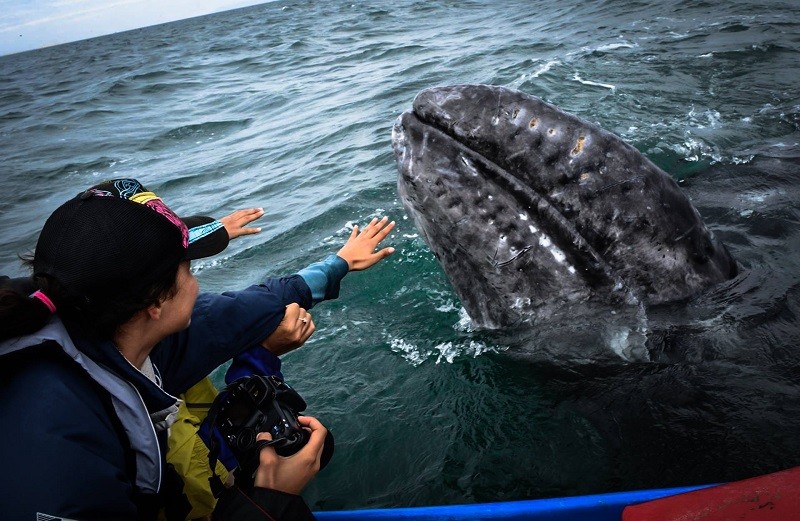De manera extraordinaria son las propias ballenas grises las que acuden a rascarse con los cascos de los barcos y a socializar con los allí presentes