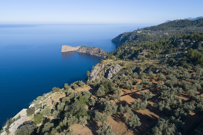 Olivos en la Sierra de la Tramuntana