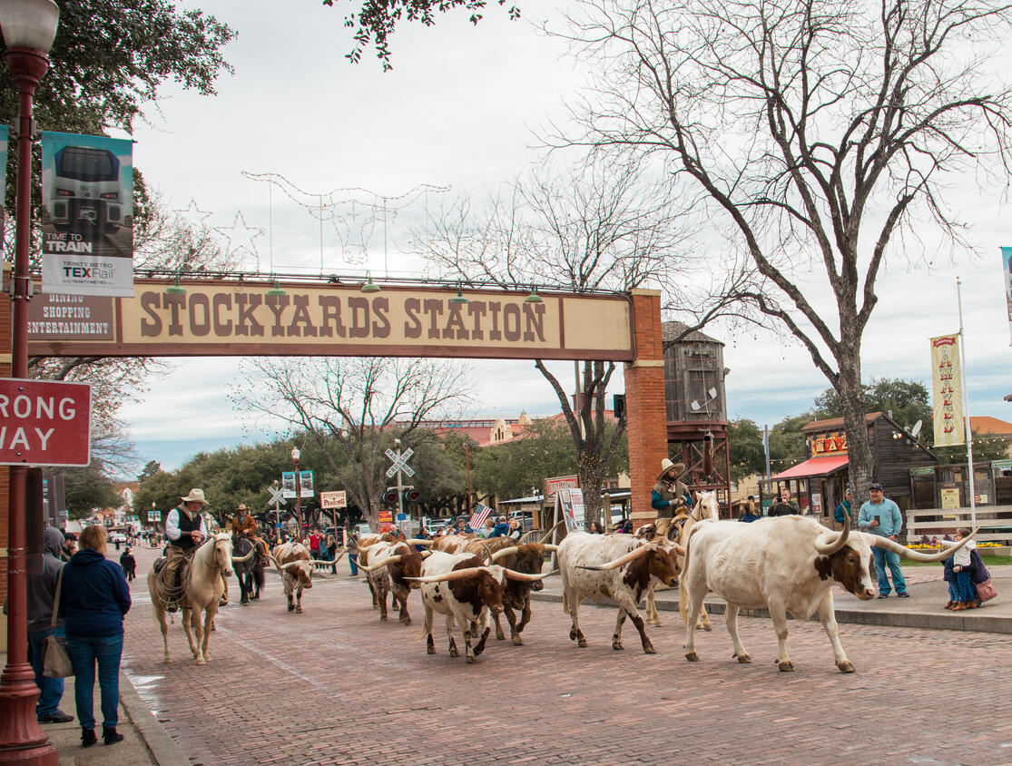 Paso de ganado en Forth Worth, Texas. (Travel Texas)