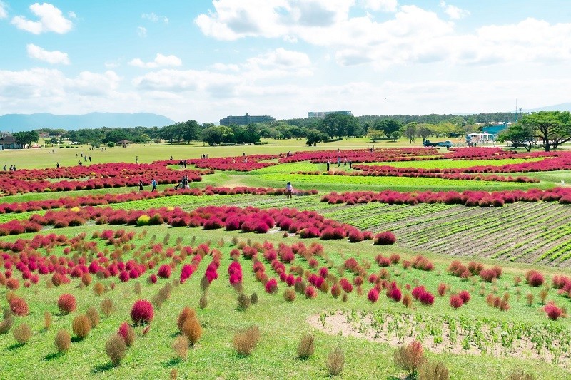 Japón es sinónimo de belleza y amor por la naturaleza