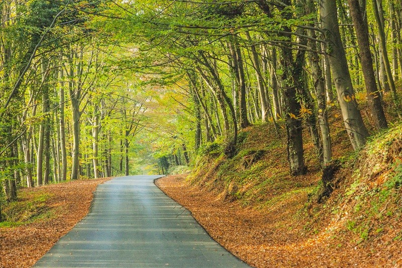 Bosque de Belgrado