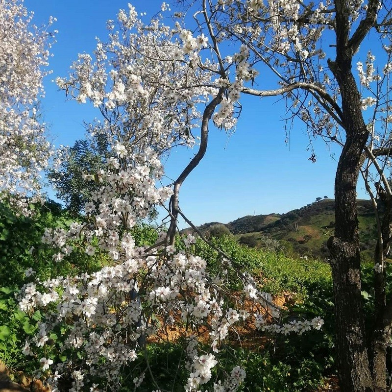 Almendros en flor en el Algarve