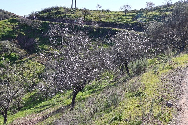 El almendro es un árbol de floración tempran