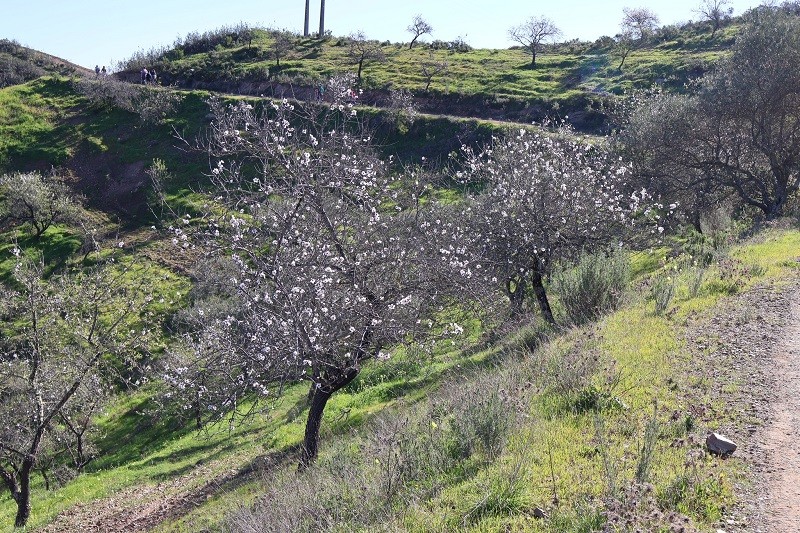 Almendros en flor en el Algarve