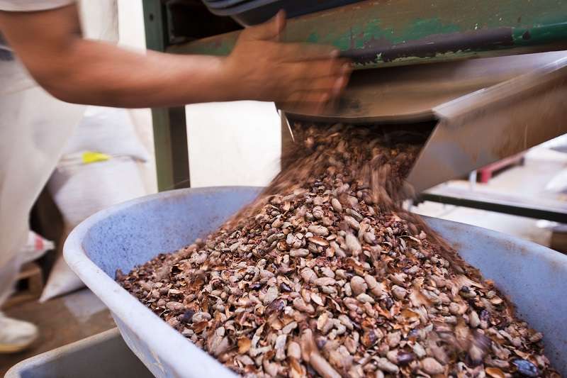 El cacao amazónico guarda una profunda huella histórica