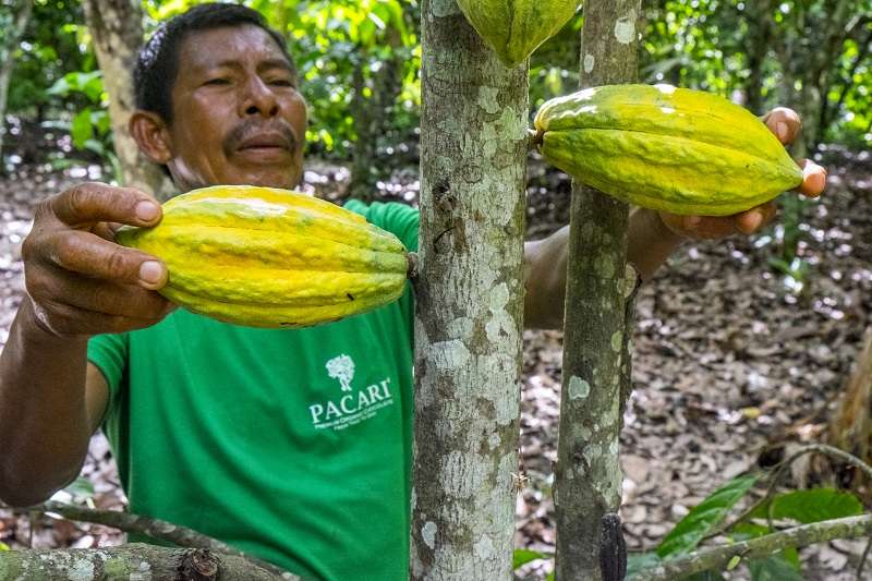 Productores de cacao en Ecuador