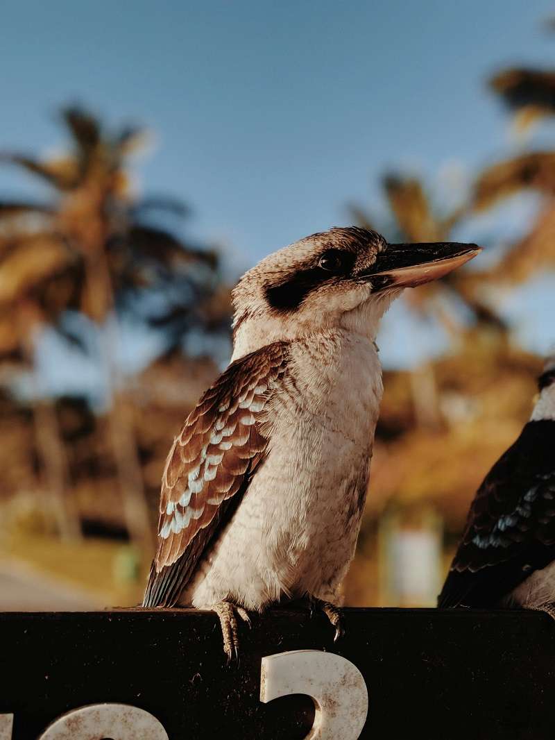 El kookaburra