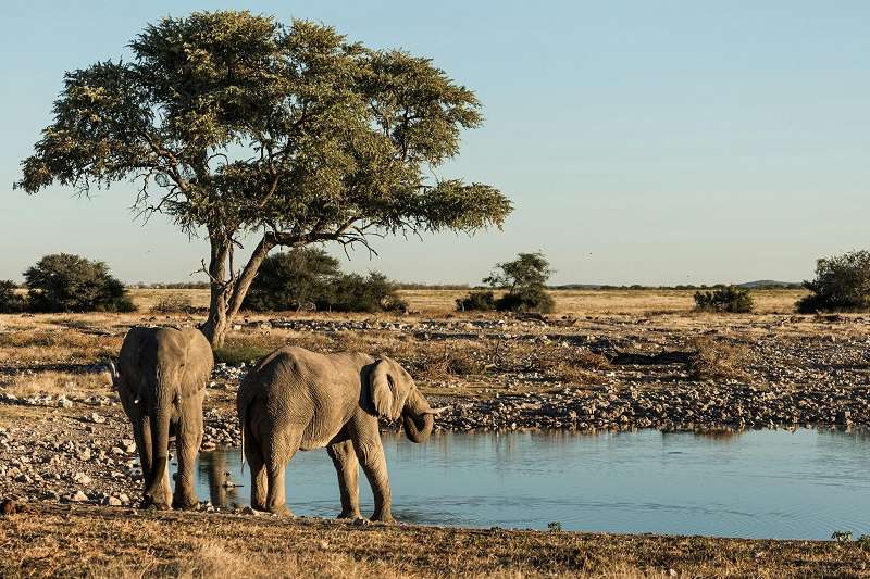 Dos elefantes africanos de sabana (Loxodonta africana) en un abrevadero en Namibia