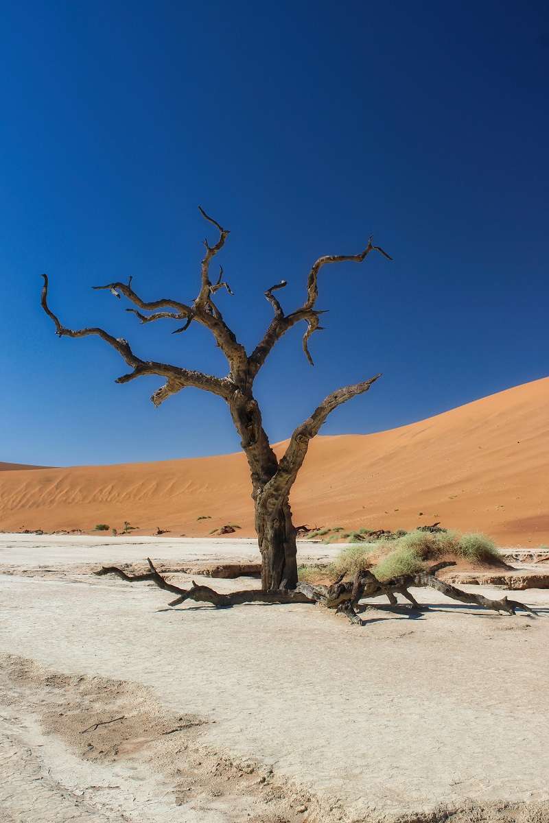 Paisaje icónico de Deadvlei, una llanura de arcilla blanca ubicada en el Parque Nacional Namib-Naukluft de Namibia