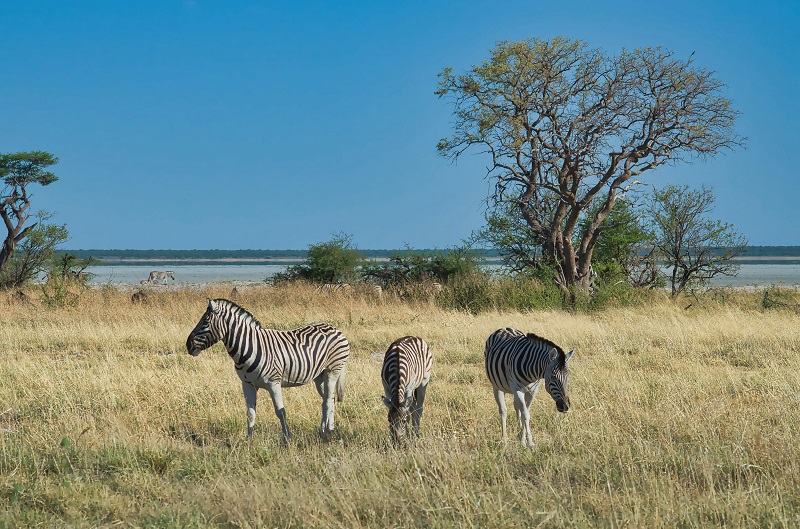 Parque Nacional de Etosha, Namibia