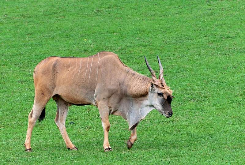 Eland común (Taurotragus oryx), el antílope más grande del mundo