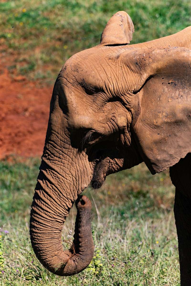 Un elefante, reconocido por ser el mamífero terrestre más grande del mundo